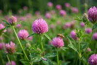Red Clover Blossom