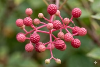 Prickly Ash Bark
