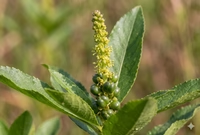 Stillingia Root